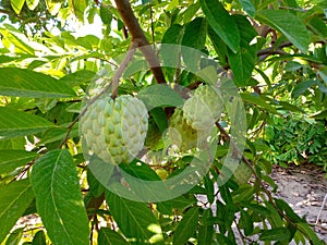 Many annona cherimoya fruits on a tree photo